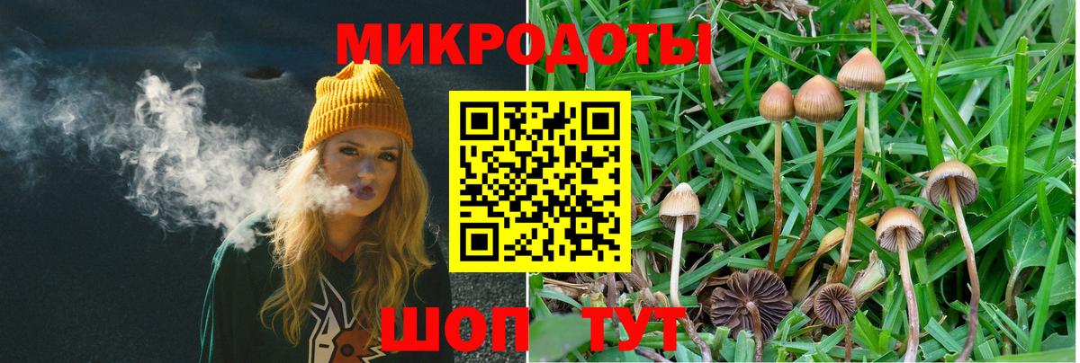 Псилоцибиновые грибы Psilocybine cubensis  Серов  Псилоцибиновые грибы Cubensis 